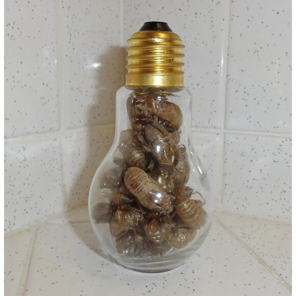 Glass Lightbulb Jar full of 27 Cicada Skins oddity curiosity goth taxidermy - Picture 4 of 16